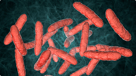 Bifidobacterium Animalis.