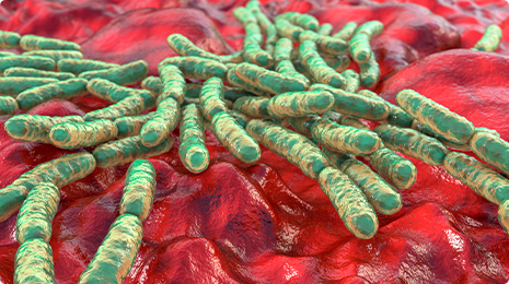 Bifidobacterium Breve.