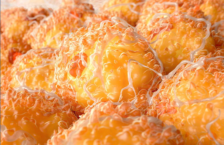 Internal Fat Burning.