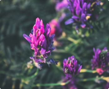Astragalus.