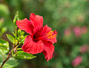 Hibiscus Flower Extract.