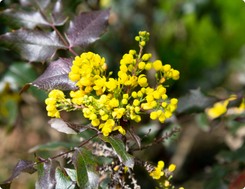 Mahonia Natural Evergreen Shrub.