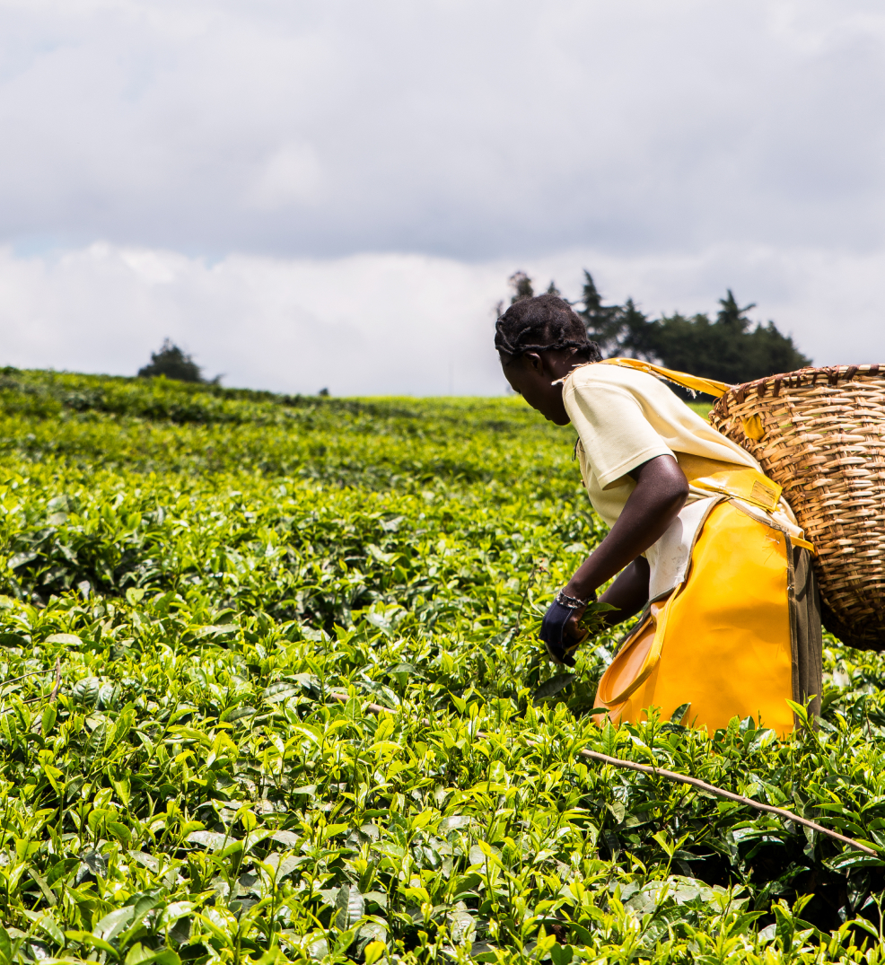 Packed Kenyan Purple Tea.