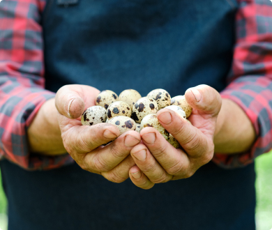 Quail Farming.